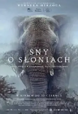 DKF– SNY O SŁONIACH, dokumentalny, reż. Werner Herzog, USA, od 15 lat                                               2025T2D9264